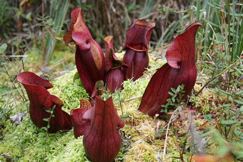 18 Facts About Carnivorous Plants