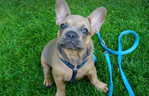 Educare Un Cucciolo Di Cane Consigli Utili Su Come Educare Un Cucciolo