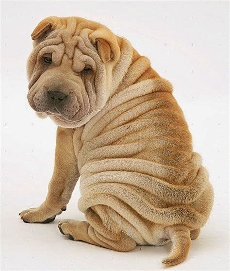 The 5 Most Wrinkly Dog Breeds Large And Small Dogs With Photos