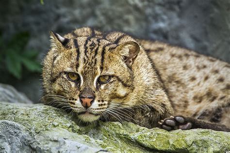The Ten Species Of Small Wild Cats Found In Asia Worldatlas