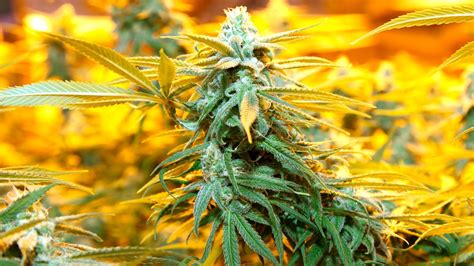 Check spelling or type a new query. The Great Weed Rebrand: Inside Colorado's Cannabis ...