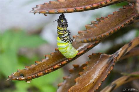 monarch butterfly life cycle stages photos and videos