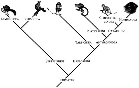An Outline Of The Primate Phylogeny Tarsiers Were Formerly Grouped