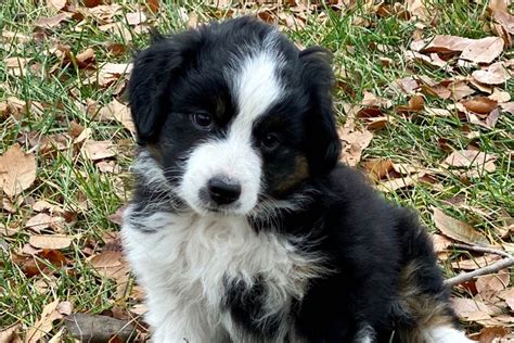 Miniature American Shepherd