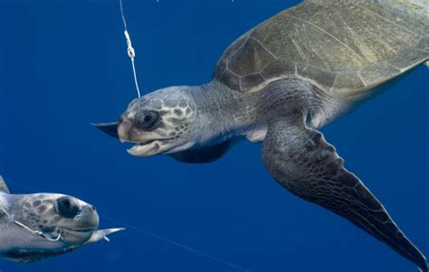 Sea Turtles Need Help Oceana One More Generation