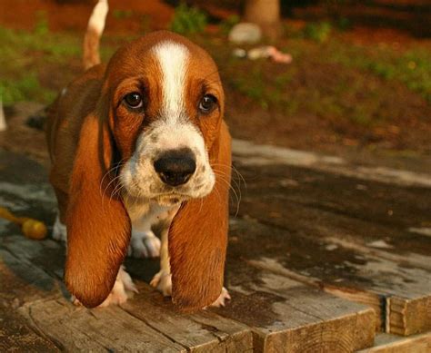 Cute Basset Hound ~ Dogperday ~ Cute Puppy Pictures Dog