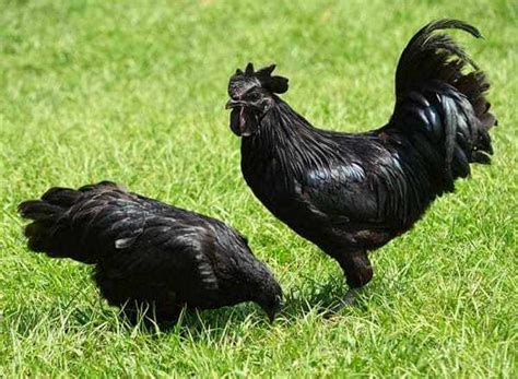 Има ли в света кокошки които снасят черни яйца Ето истината
