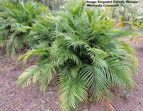 Top 27 Small Or Dwarf Palm Trees With Identification Guide Pictures