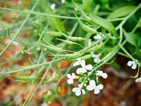 Continue rolling the seed with your fingers, and soon the little gelatinous covering will burst and pull. How to Eat Radish Seed Pods: Pickle Them! | Recipe | Seed ...
