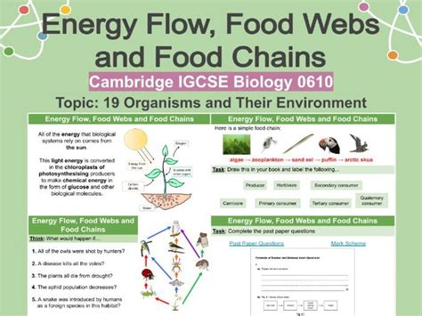 Energy Flow Food Webs And Food Chains Teaching Resources
