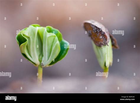 Beuk Zaailingen Beech Tree Saplings Stock Photo Alamy