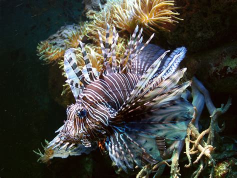 Filepterois Volitans Red Lionfish Wikimedia Commons