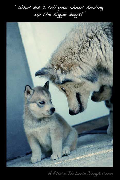 1000 Images About Husky On Pinterest Pets Puppys And