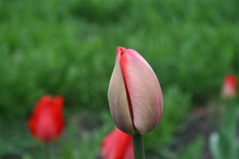 Free Images Field Flower Petal Tulip Red Flora Bud Spring