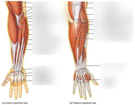 Anterior And Posterior Forearm Muscles Diagram Quizlet