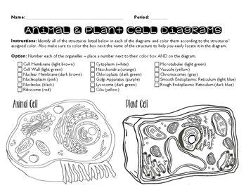 Children can color label and write in important facts on this cell notebooking page. Plant and Animal Cell Coloring Page | Plant and animal ...