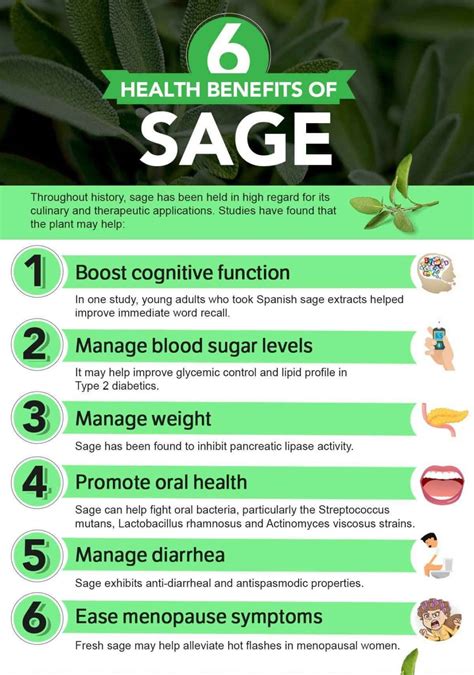 8 Tremendous Benefits Of Sage You Must To Know My Health Only