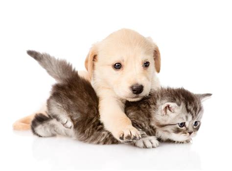 Favoriser La Cohabitation Entre Chien Et Chat