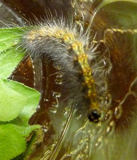 Pretty Caterpillar Estigmene Acrea BugGuide Net