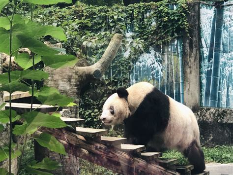 Worlds Oldest Captive Giant Panda Celebrates 38th Birthday China News