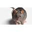 Huge Rat Attacks Cat  Fun Animals Wiki Videos Pictures Stories