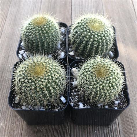 Golden Barrel Cactus Mini Echinocactus Grusonii For Sale Online Harddy