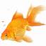 Goldfish Characteristics Habitats Types And More