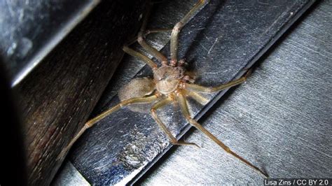 Beware Brown Recluse Spiders Making Comeback As Warm Weather Hits