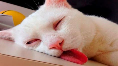 50 Funny Cats Sleeping In Weird Positions And Places Lazy Pe Cat