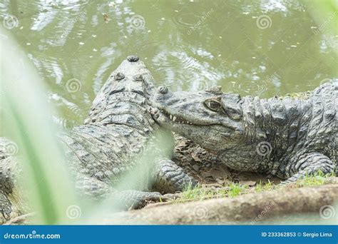 Alligator In Natural Habitat Okefenokee Swamp Stock Photo