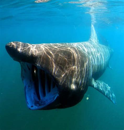 Basking Shark Vs Whale Shark Main Differences Ocean Info