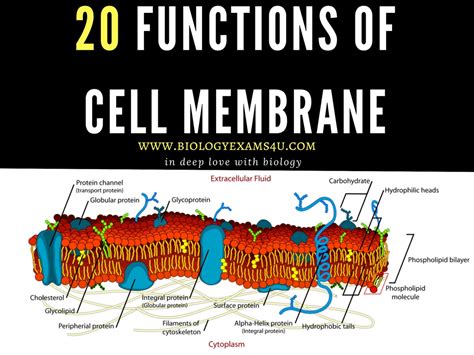 20 Functions Of Cell Membrane Or Plasma Membrane