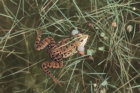 Male Green Frogs Stock Photo Download Image Now Amphibian Animal