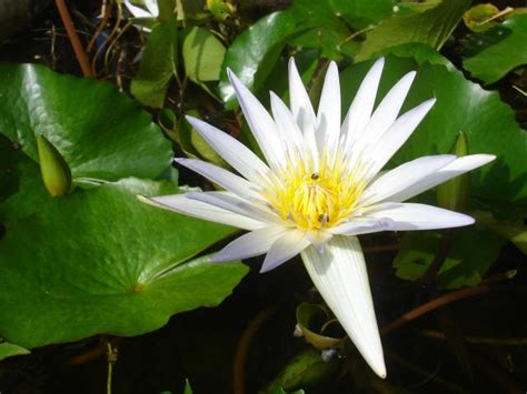 Sun Shines Beautifull Lotus Flower Pictures