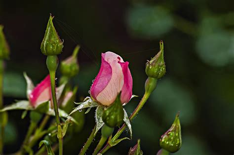 Early Morning Dew On Rose Bud Photograph By Michael Whitaker Fine Art