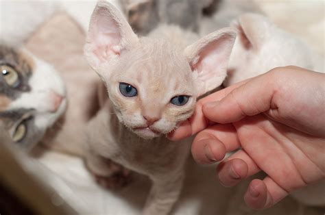 Devon Rex Cat Breed Information And Characteristics Katkin