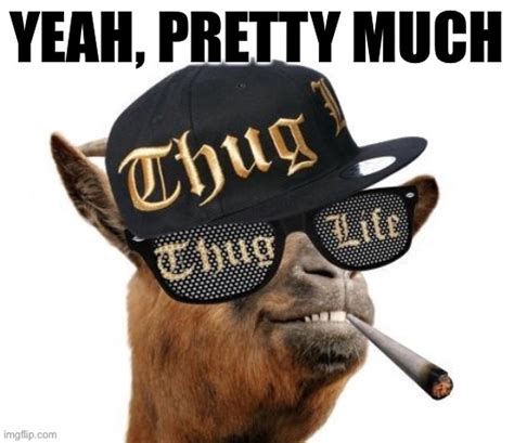Image Tagged In Yeah Pretty Much Thug Life Camel Imgflip