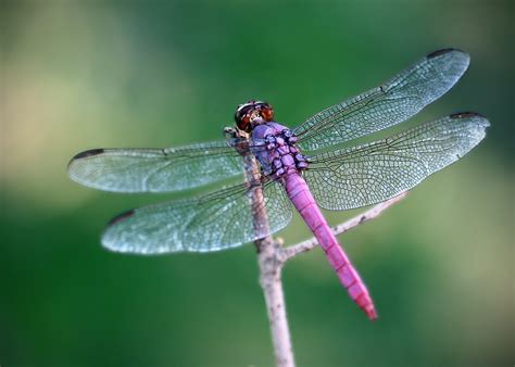 Dragonfly Photo Files 1365054