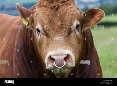 Close Up Of A Brown Bulls Face With Nose Ring Stock Photo Alamy