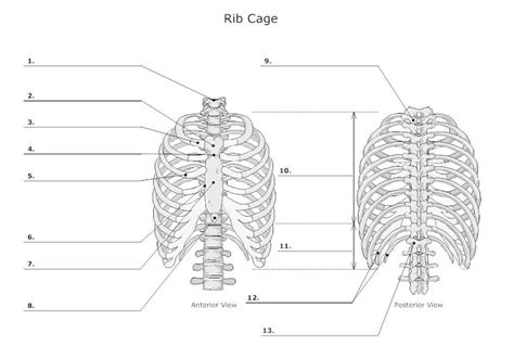 Rib Cage Anatomy Posterior View Muscles Involved In Respiration Prof