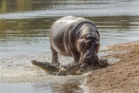 Hippo Bites Crocodile