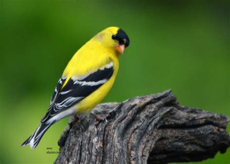 American Goldfinch Male Birdforum