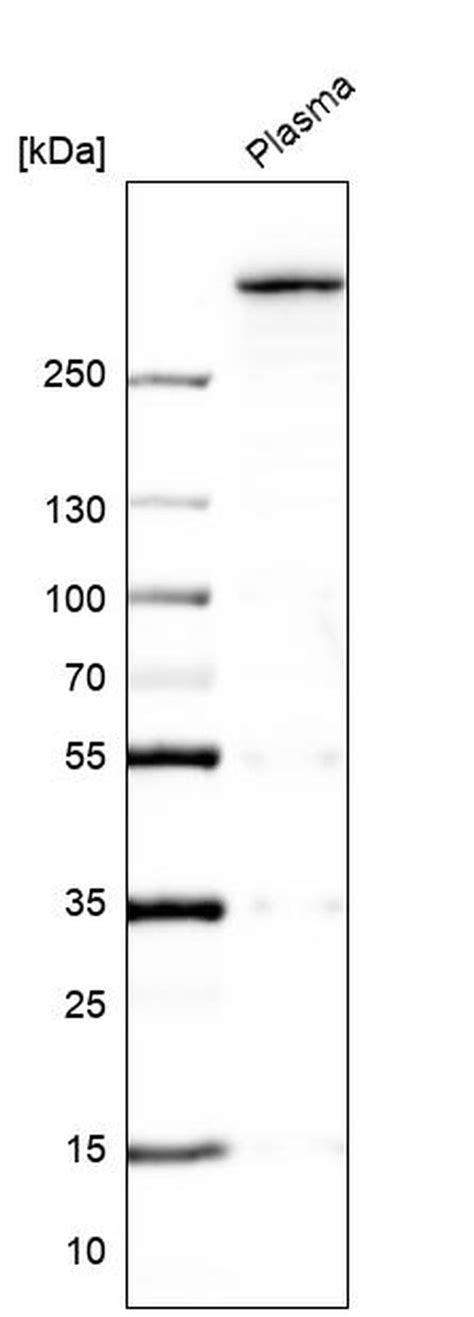 Vwf Polyclonal Antibody Pa5 110652