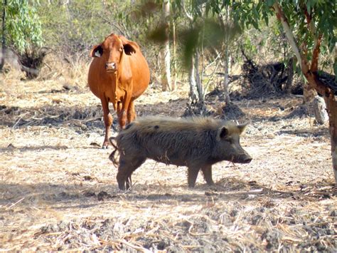 Afrikanisches schwein mit großem schwanz Whittleonline