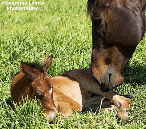 What does caviar come from. Champions Series on | Horses, Racehorse, Caviar