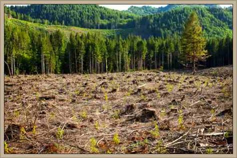 Historia De La Deforestaciónlas Primeras Talas Masivas De Arboles