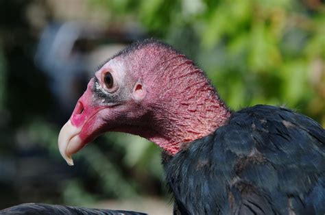 Why Vultures Are Being Celebrated In Boise Boise State Public Radio