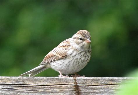 Chipping Sparrow Parenthood Travels With Birds
