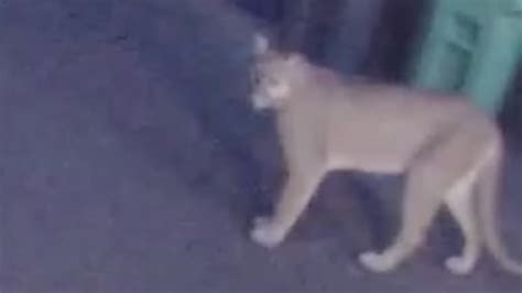 Cougar Sightings Near Lake Oswego Youtube