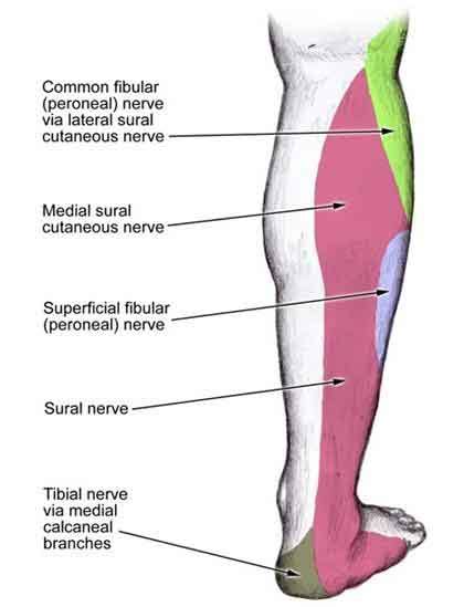 Superficial Peroneal Nerve Block Pain Management
